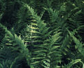 Dryopteris celsa-Log Fern 9cm plant £4.50